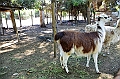 138_Chile_Lamas