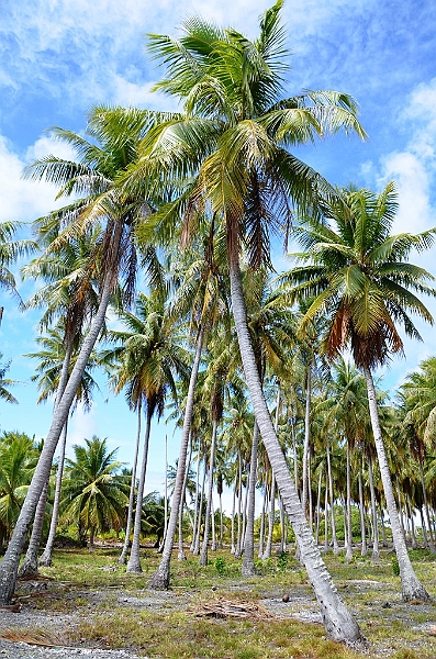 031_French_Polynesia_Fakarava.JPG