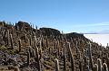 436_Bolivien_Salar_de_Uyuni_Isla_del_Pescado