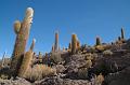 437_Bolivien_Salar_de_Uyuni_Isla_del_Pescado