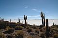 438_Bolivien_Salar_de_Uyuni_Isla_del_Pescado