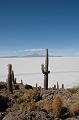 446_Bolivien_Salar_de_Uyuni_Isla_del_Pescado