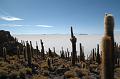 447_Bolivien_Salar_de_Uyuni_Isla_del_Pescado