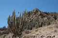 136_Peru_Colca_Tal