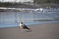 163_Kanaren_La_Gomera_Playa_de_la_Calera