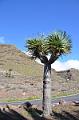 169_Kanaren_La_Gomera