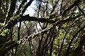 173_Kanaren_La_Gomera_Garajonay_Nationalpark