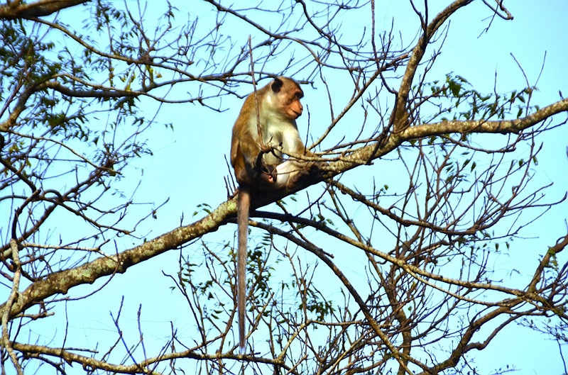 142_Sri_Lanka_Polonnaruwa.JPG