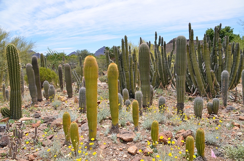 021_USA_Arizona_Sonora_Desert_Museum.JPG