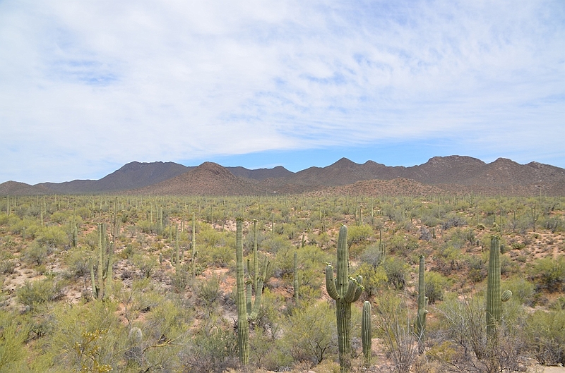 051_USA_Saguaro_National_Park.JPG