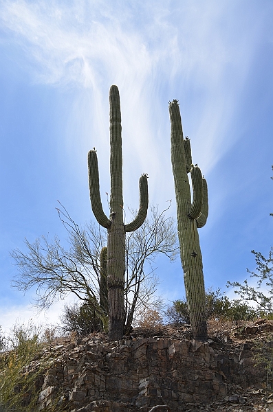 053_USA_Saguaro_National_Park.JPG