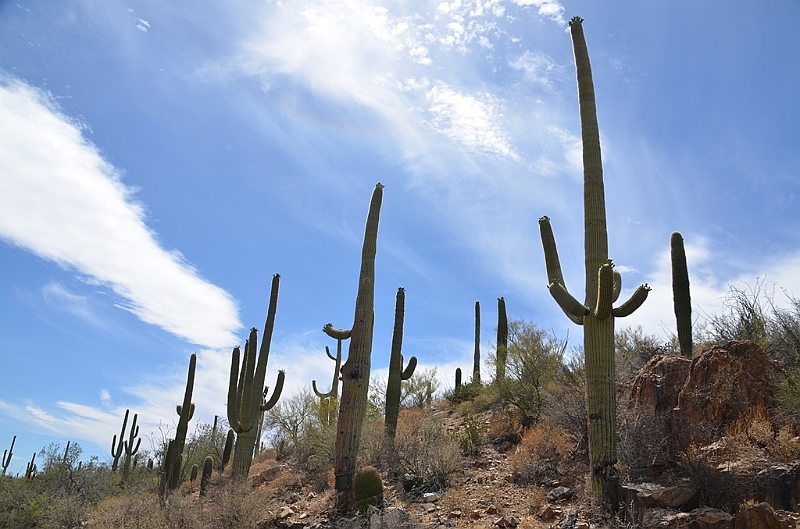 054_USA_Saguaro_National_Park.JPG