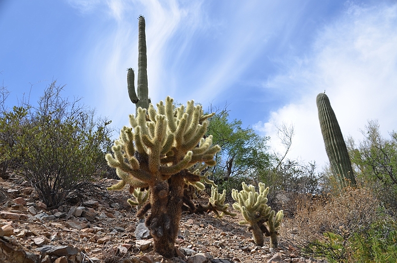 055_USA_Saguaro_National_Park.JPG