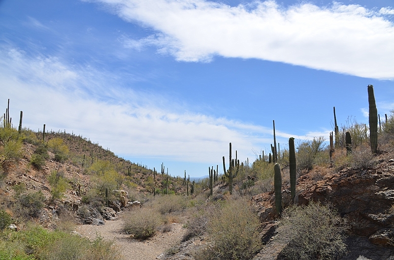 057_USA_Saguaro_National_Park.JPG