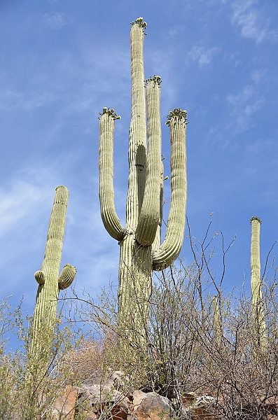 060_USA_Saguaro_National_Park.JPG