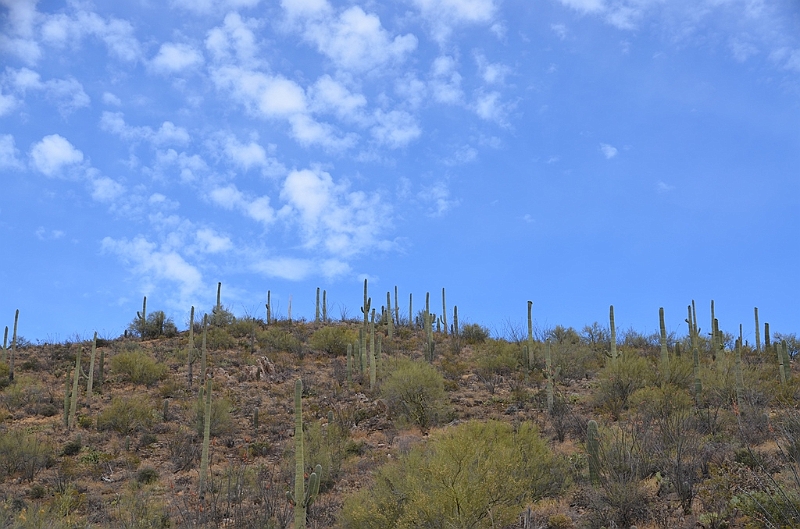 062_USA_Saguaro_National_Park.JPG