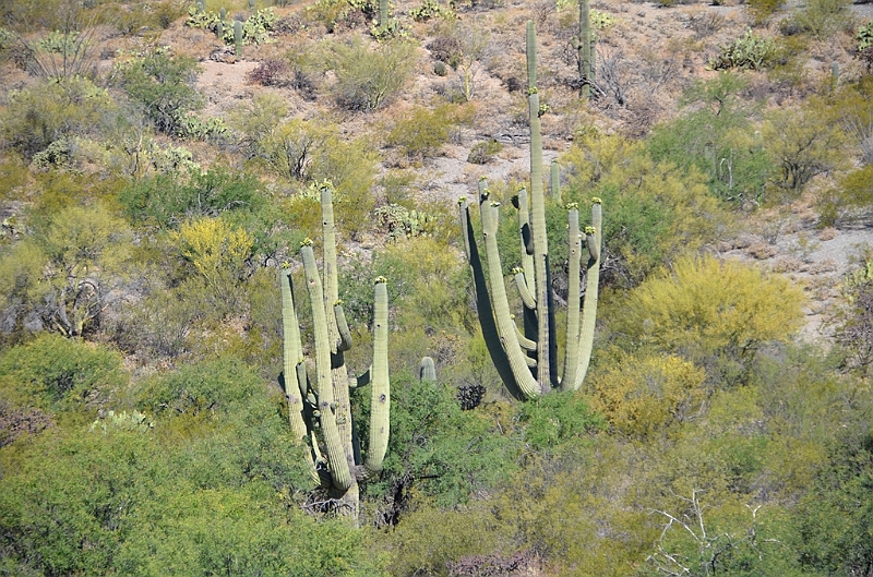 064_USA_Saguaro_National_Park.JPG