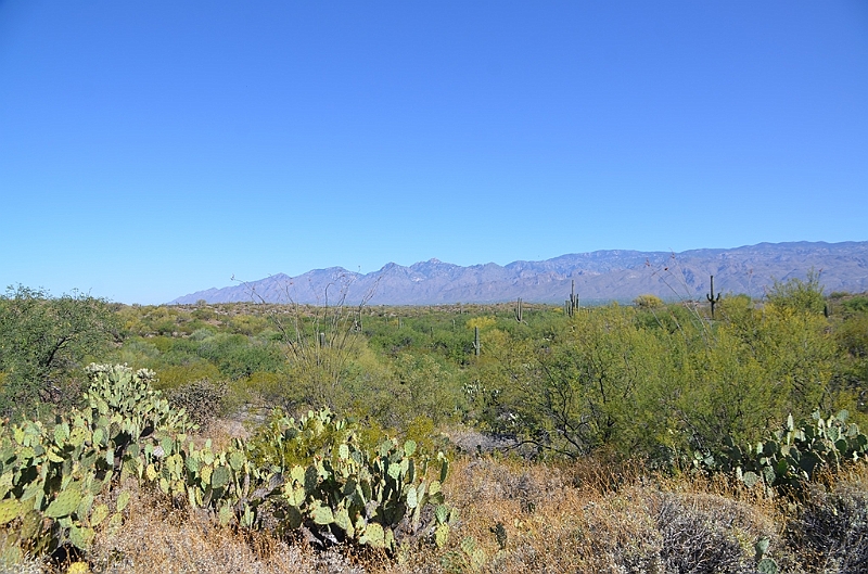 065_USA_Saguaro_National_Park.JPG