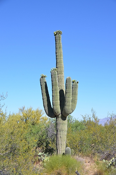 067_USA_Saguaro_National_Park.JPG