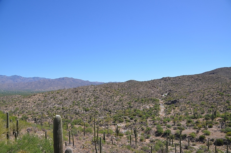 072_USA_Saguaro_National_Park.JPG