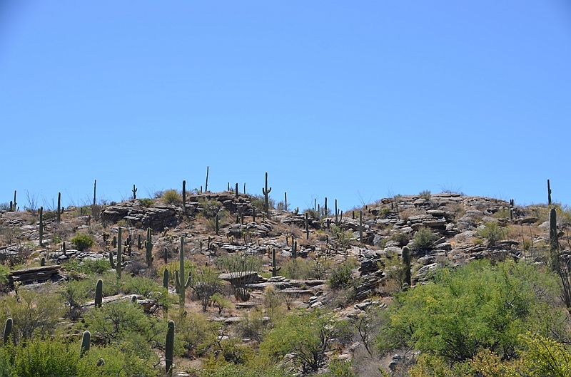 077_USA_Saguaro_National_Park.JPG