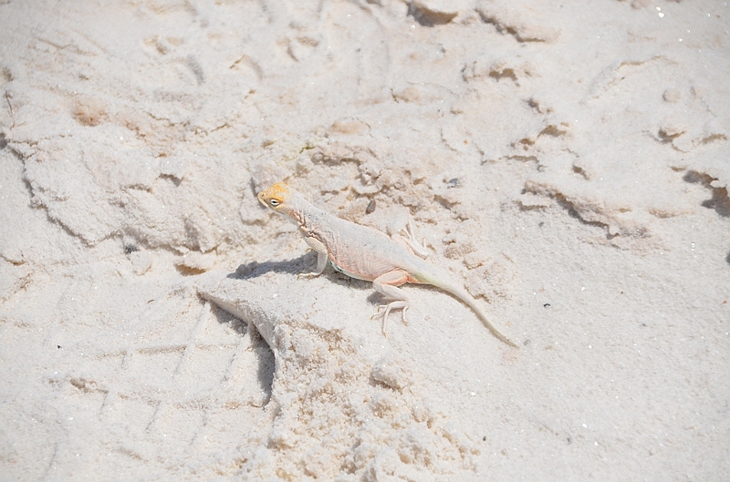 088_USA_White_Sands_National_Monument.JPG