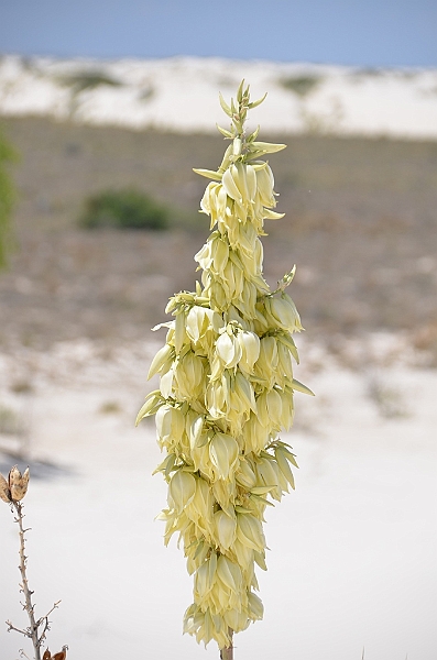 100_USA_White_Sands_National_Monument.JPG