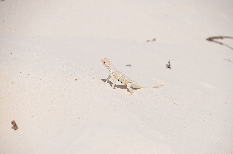 110_USA_White_Sands_National_Monument.JPG