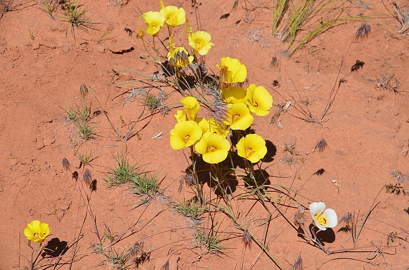 156_USA_Canyon_de_Chelly_National_Monument.JPG