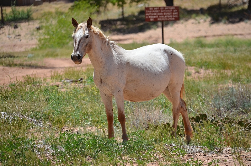 159_USA_Canyon_de_Chelly_National_Monument.JPG