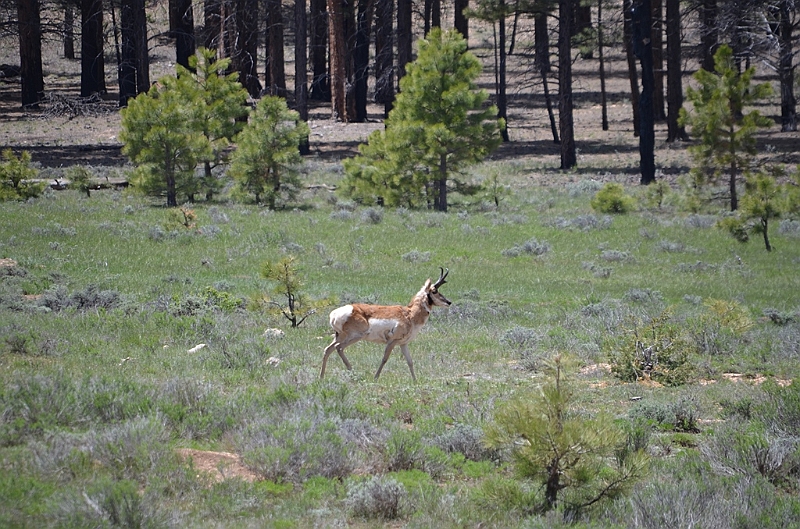 373_USA_Bryce_Canyon_National_Park.JPG