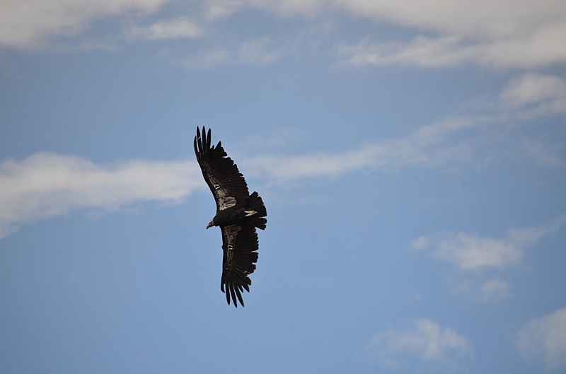 560_USA_Grand_Canyon_National_Park.JPG