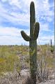 057_Arizona_Tucson_Saguaro_NP04