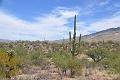 058_Arizona_Tucson_Saguaro_NP05