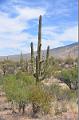 059_Arizona_Tucson_Saguaro_NP06