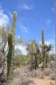 065_Arizona_Tucson_Saguaro_NP12