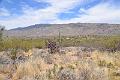 070_Arizona_Tucson_Saguaro_NP17