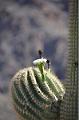 082_Arizona_Tucson_Saguaro_NP04