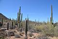 091_Arizona_Tucson_Saguaro_NP13