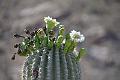 094_Arizona_Tucson_Saguaro_NP16