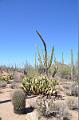 097_Arizona_Tucson_Saguaro_NP19