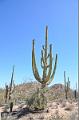 100_Arizona_Tucson_Saguaro_NP22