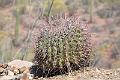 103_Arizona_Tucson_Saguaro_NP25